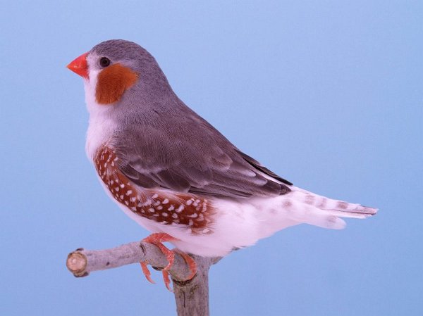 Witborst grijs  P1242558